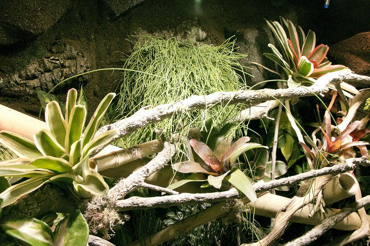 Bild 5: Regenwald-Terrarium für Taggeckos / Phelsumen