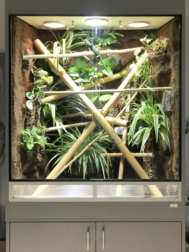 Bild 3: Regenwald-Terrarium für Taggeckos / Phelsumen