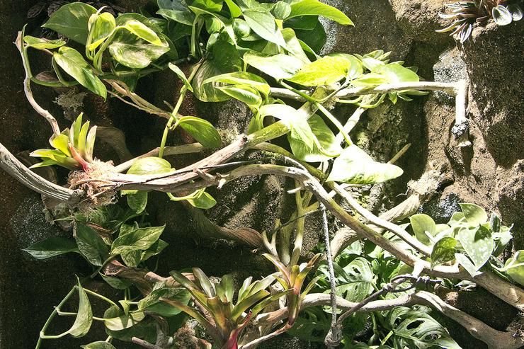 Bild 14: Regenwald-Terrarium für ein Chamäleon