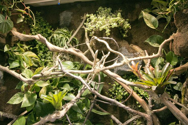 Bild 9: Regenwald-Terrarium für ein Chamäleon