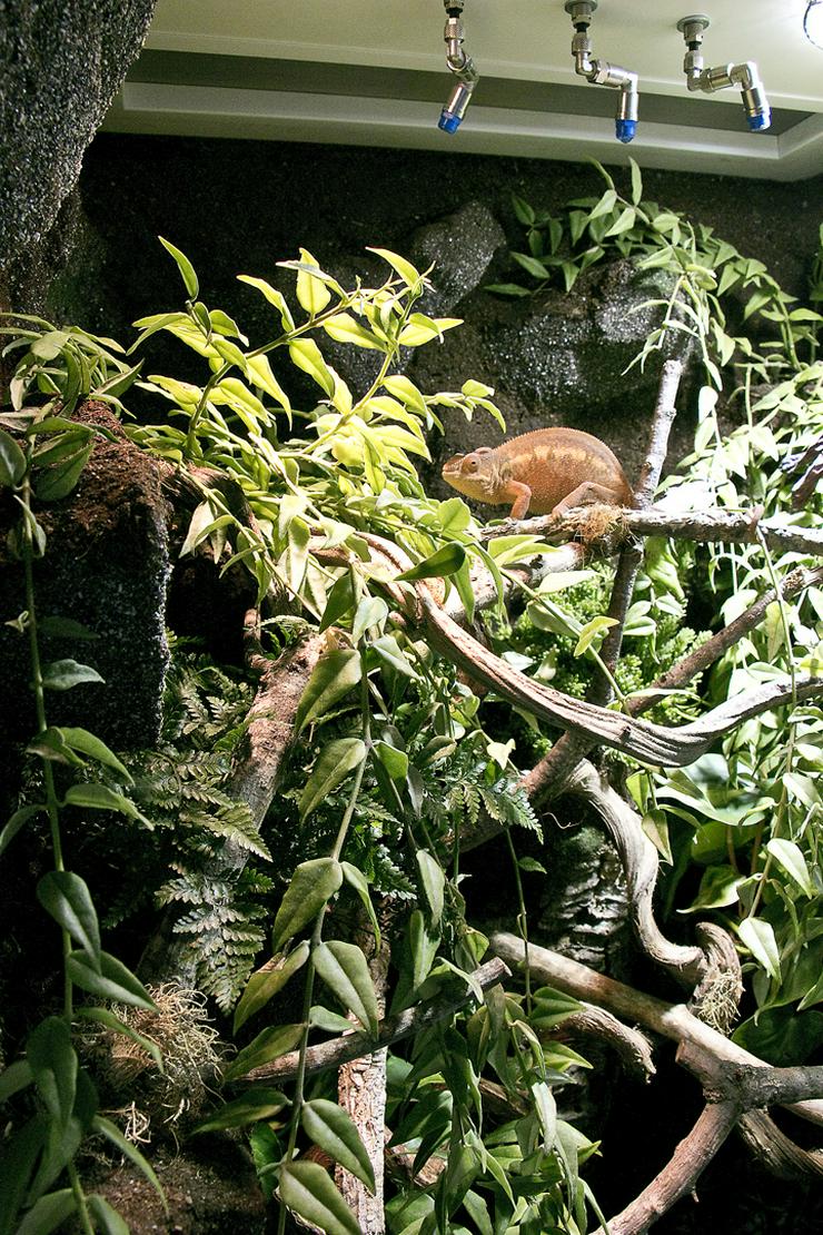 Regenwald-Terrarium für ein Chamäleon - Terrarien & Becken - Bild 8