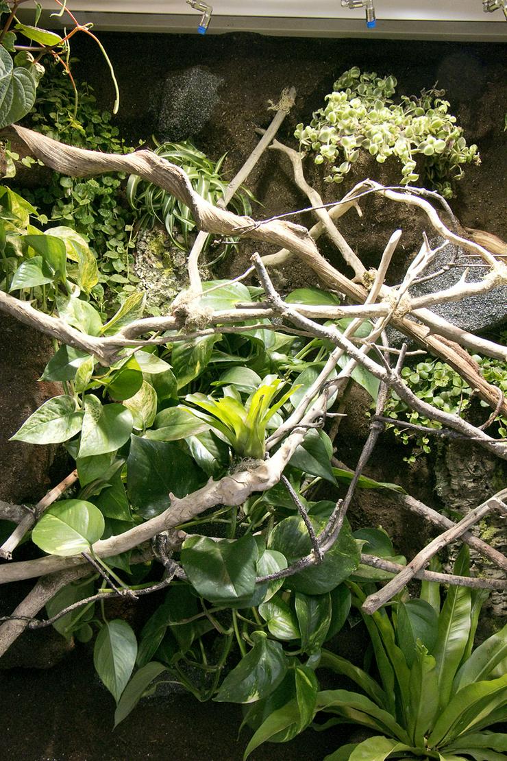 Bild 17: Regenwald-Terrarium für ein Chamäleon