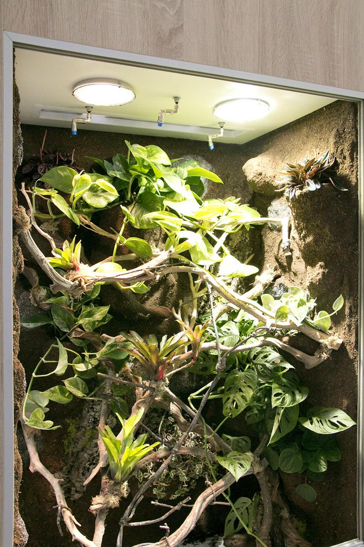 Bild 18: Regenwald-Terrarium für ein Chamäleon