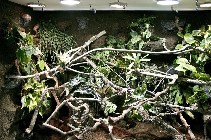 Bild 12: Regenwald-Terrarium für ein Chamäleon