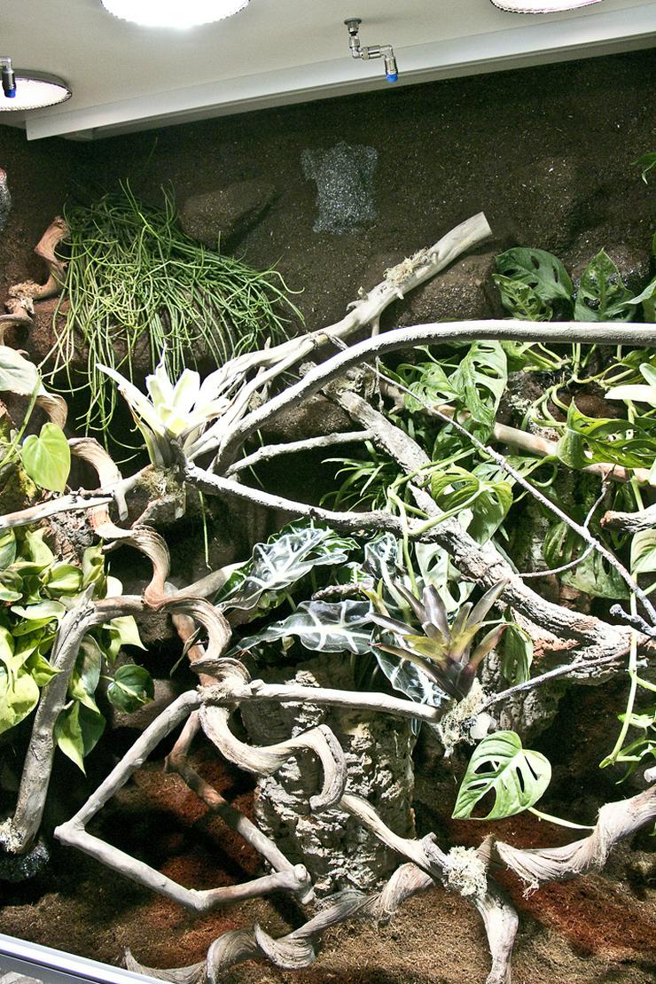 Bild 11: Regenwald-Terrarium für ein Chamäleon
