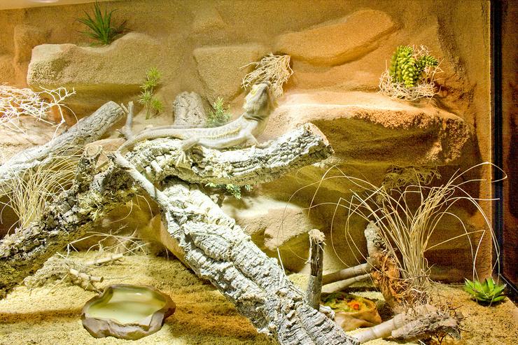 Bild 15: Terrarium Wüste/Steppe z.B. für Bartagamen und andere Steppenbewohnende Reptilien