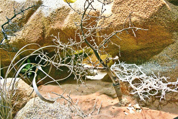 Bild 16: Terrarium Wüste/Steppe z.B. für Bartagamen und andere Steppenbewohnende Reptilien