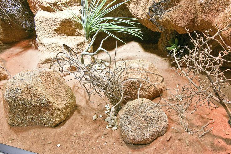 Bild 17: Terrarium Wüste/Steppe z.B. für Bartagamen und andere Steppenbewohnende Reptilien