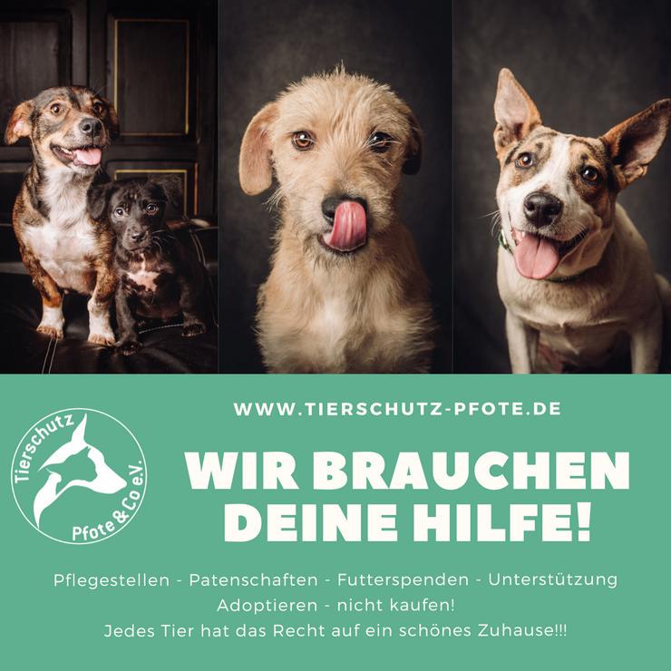 Tierschutz Pfote & Co e.V. - kleiner Verein in 53797 Lohmar sucht Pflegestellen und Unterstützung - Mischlingshunde - Bild 1