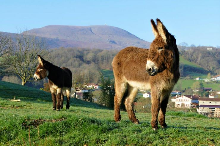 Bild 9: Frankreich-Urlaub im Grünen mit Eseln im Baskenland (Biarritz)