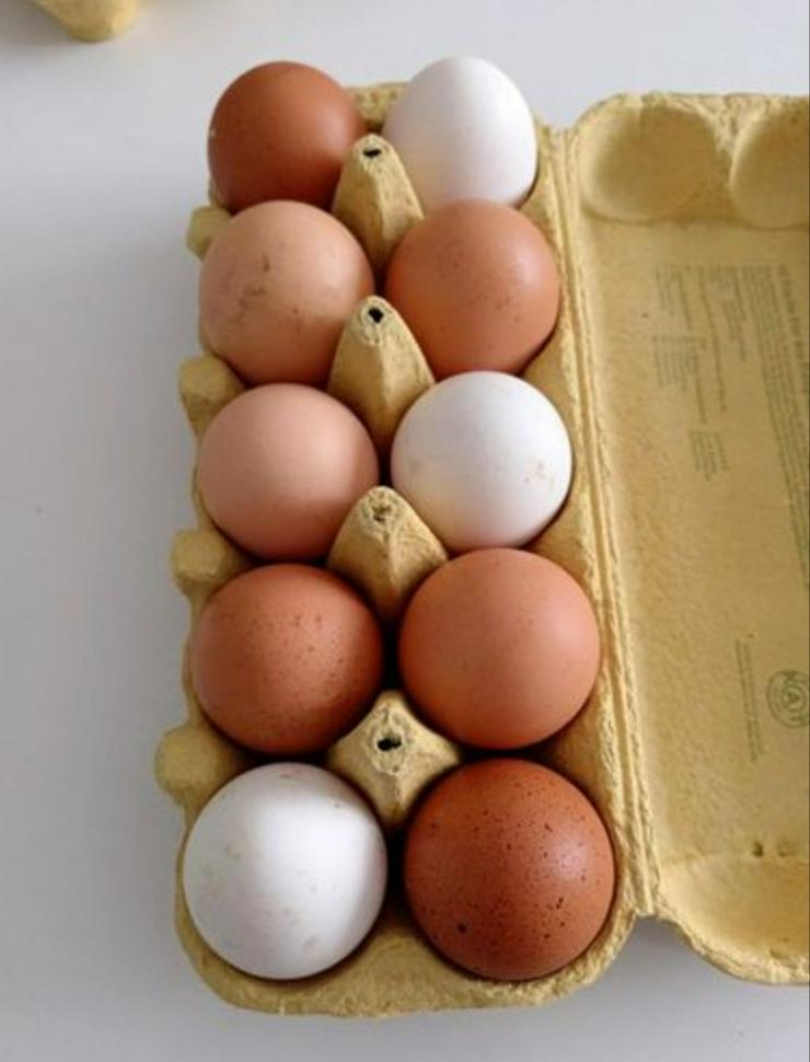 Eier in privater Biohaltung