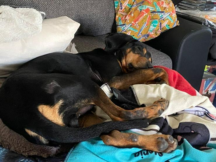Traumhafter Cooper sucht sein aktives Zuhause - Mischlingshunde - Bild 5