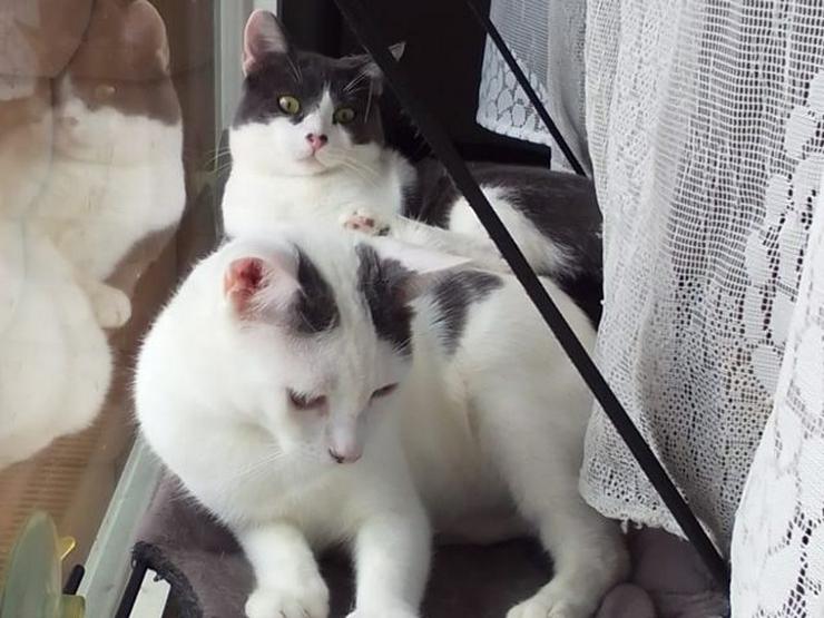 Geschwisterpaar Alex und Arnold möchten Ihr Leben bereichern - Mischlingskatzen - Bild 3