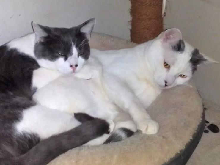 Geschwisterpaar Alex und Arnold möchten Ihr Leben bereichern - Mischlingskatzen - Bild 2