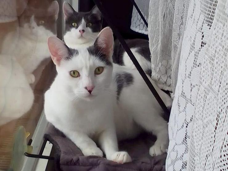 Geschwisterpaar Alex und Arnold möchten Ihr Leben bereichern - Mischlingskatzen - Bild 1