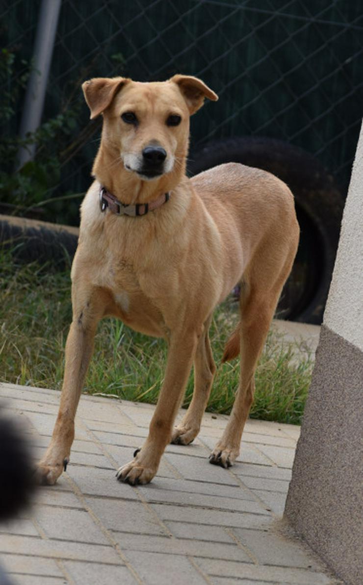 Rosi wurde Ende Oktober 2014 von Tierschützern mit weiteren Hunden aus sehr schlechter Haltung bei einem Animal Horder gerettet.