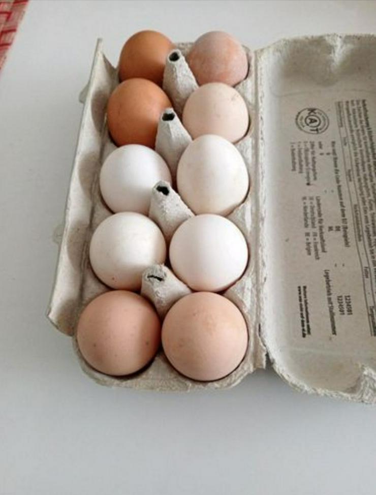 Bild 2: Wir haben bio und frische Eier