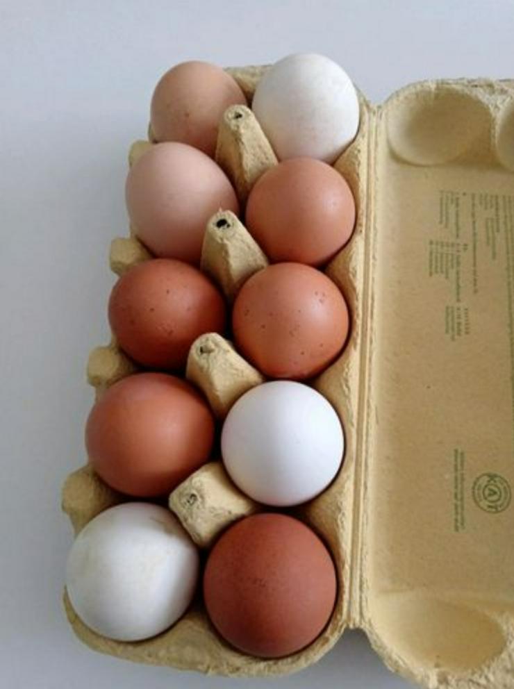 Bild 1: Wir haben bio und frische Eier
