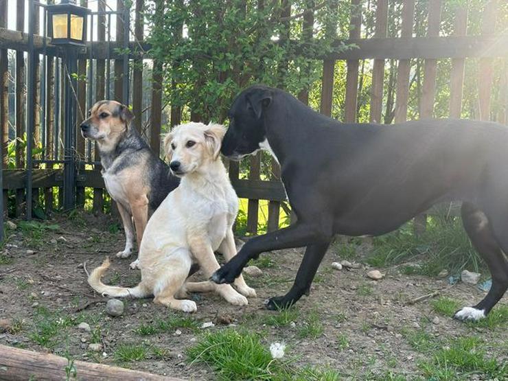 Hübscher Paolino wünscht sich ein aktives Zuhause - Mischlingshunde - Bild 2