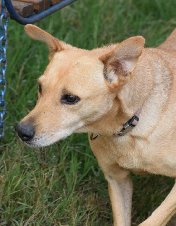 Rosi wurde Ende Oktober 2014 von Tierschützern mit weiteren Hunden aus sehr schlechter Haltung bei einem Animal Horder gerettet.