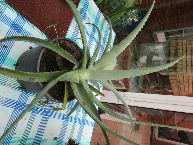 Zimmerpflanze Aloe Vera