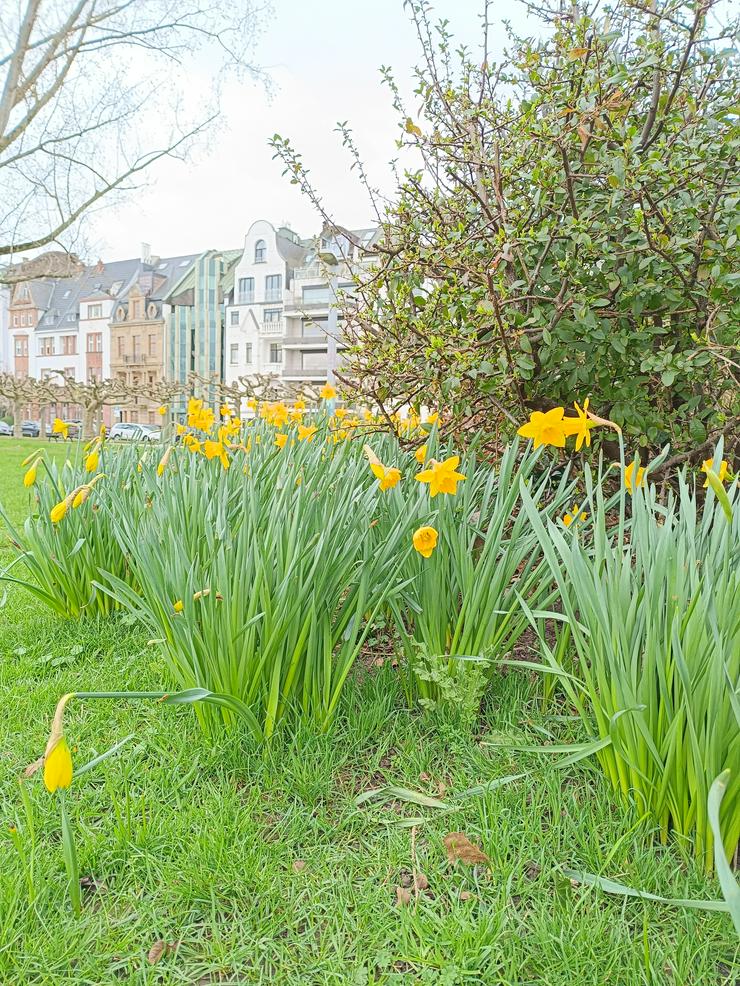 Bild 1: Gartenhelfer hilft in Meerbusch und Düsseldorf im Garten