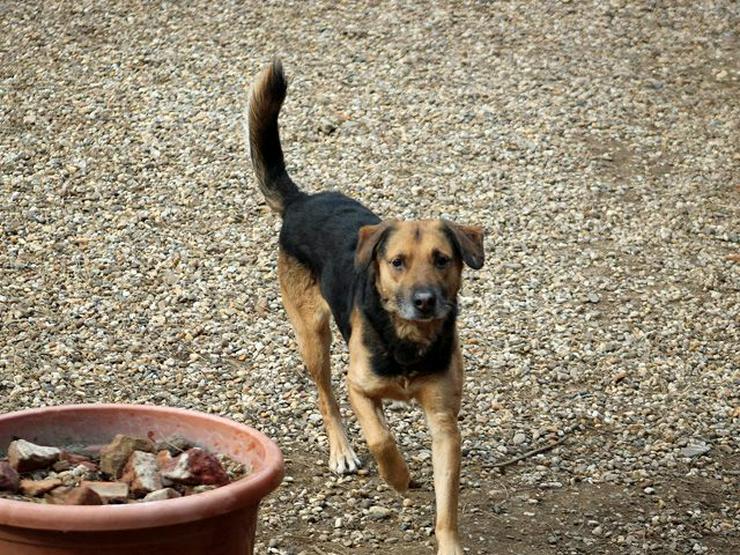 Mino möchte sein geduldiges und aufmerksames Zuhause finden - Mischlingshunde - Bild 5