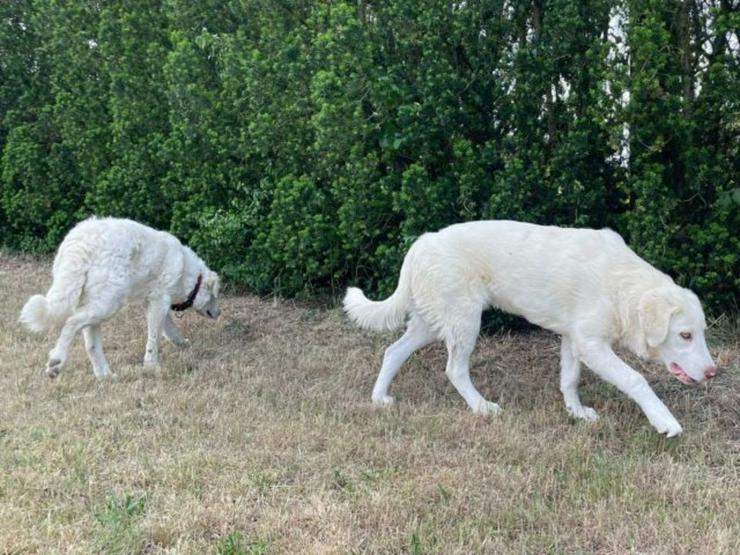 Bild 3: Lieber Oscar sucht sein Zuhause in ruhiger Umgebung