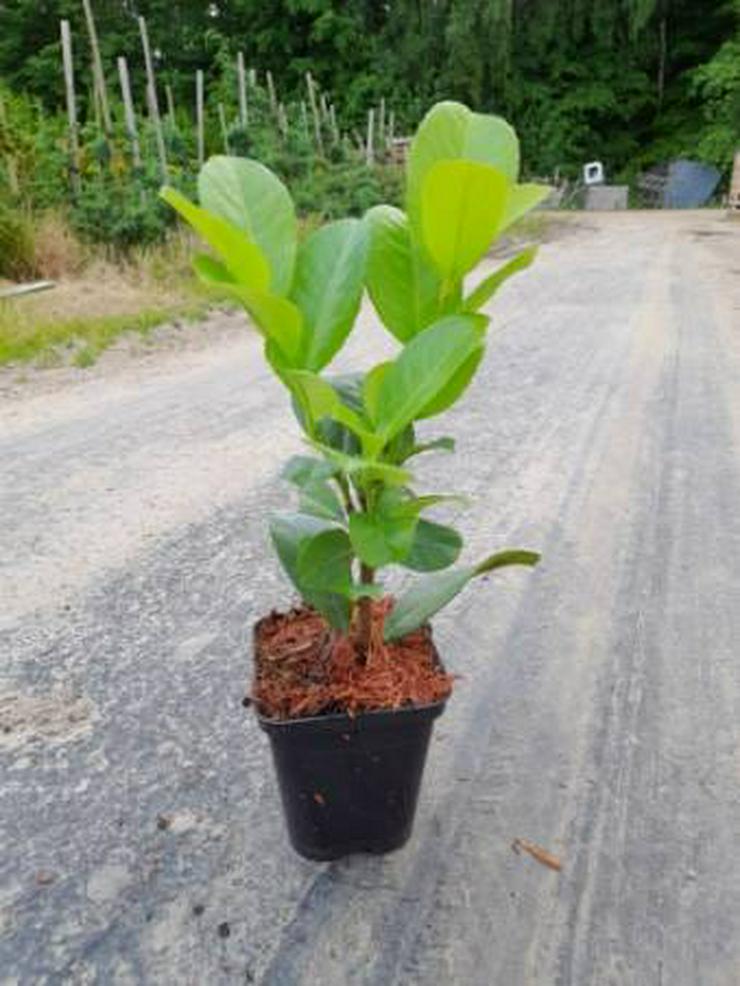 Lorbeerkirsche 'Rotundifolia' 10-30 cm Topf 0,5-2 L - Kirschlorbeer Kostenloser Versand Deutschland und Österreich