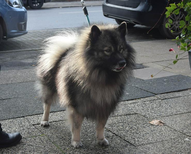 Bild 13: Wolfsspitzwelpen aus VDH Zucht abzugeben