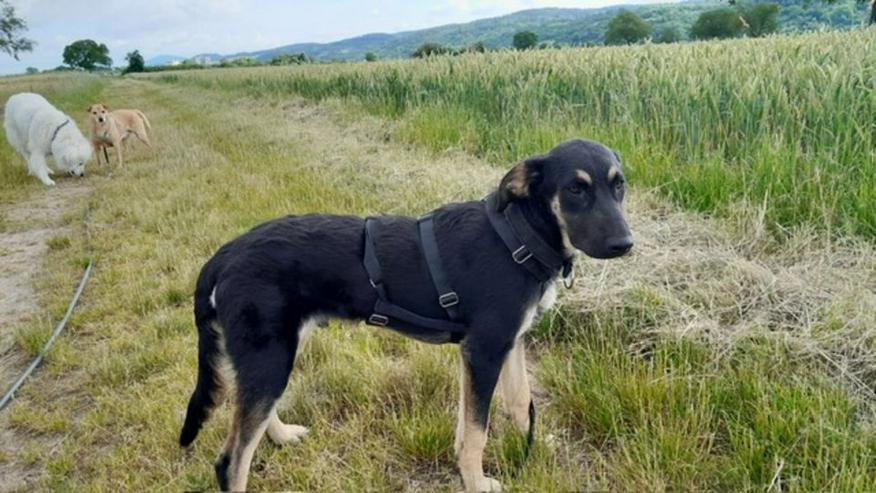 Junger Rohdiamant Henry sucht sein Kuschelkörbchen - Mischlingshunde - Bild 3