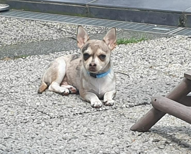 Chihuahua kurzhaar Rüde Husky merle 