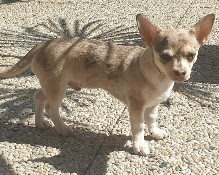 Bild 5: Chihuahua kurzhaar Rüde Husky merle 