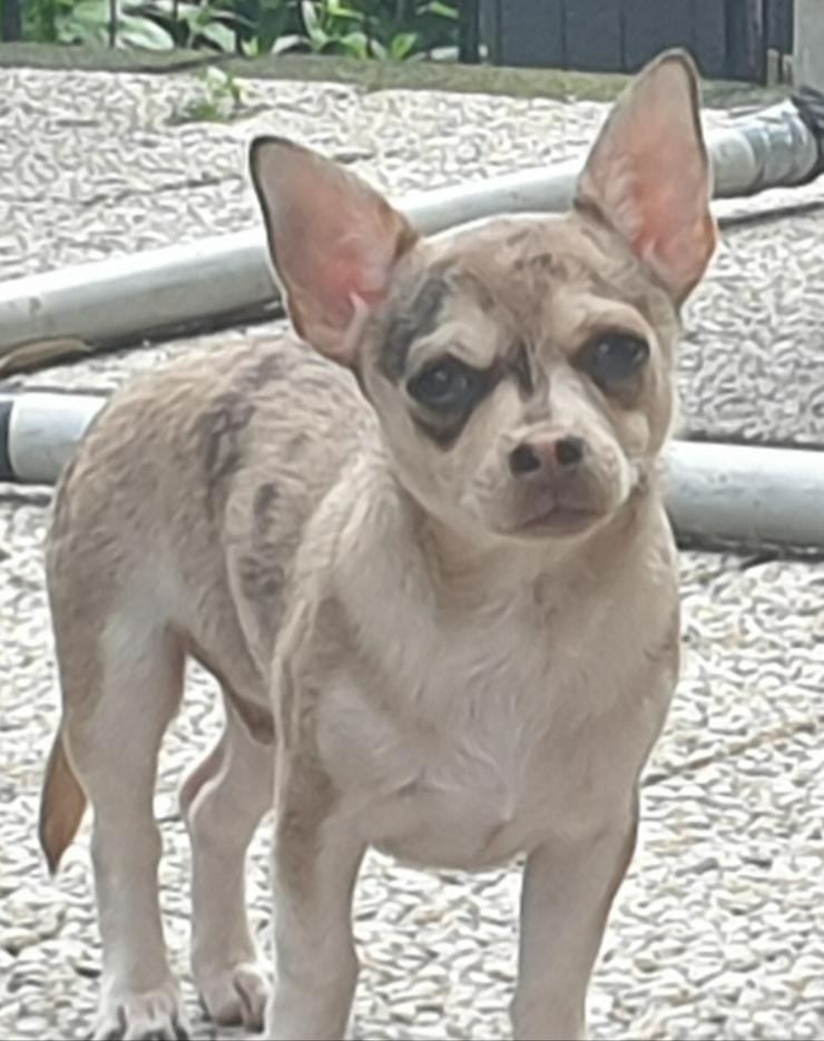 Chihuahua kurzhaar Rüde Husky merle  - Rassehunde - Bild 3