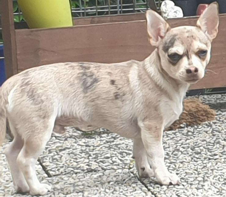 Bild 4: Chihuahua kurzhaar Rüde Husky merle 