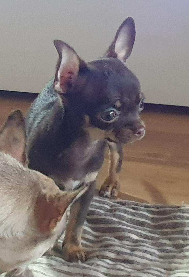 Chihuahua Rüde kurzhaar schoko-tan  - Rassehunde - Bild 5