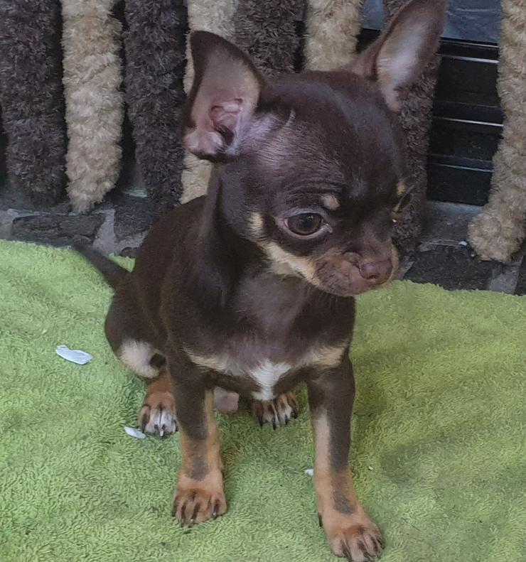 Chihuahua Rüde kurzhaar schoko-tan  - Rassehunde - Bild 6