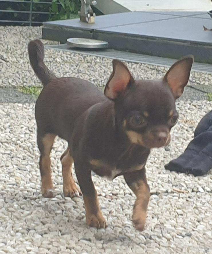 Bild 2: Chihuahua Rüde kurzhaar schoko-tan 