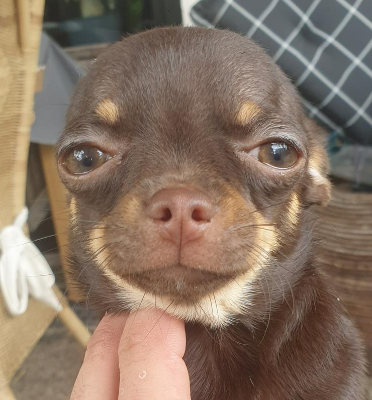 Chihuahua Rüde kurzhaar schoko-tan 