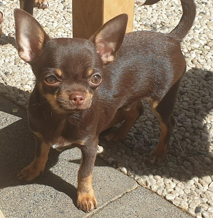 Bild 3: Chihuahua Rüde kurzhaar schoko-tan 