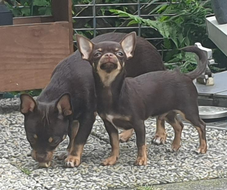 Chihuahua Rüde kurzhaar schoko-tan  - Rassehunde - Bild 7