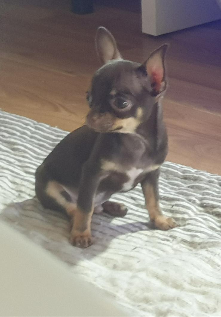 Chihuahua Rüde kurzhaar schoko-tan  - Rassehunde - Bild 4