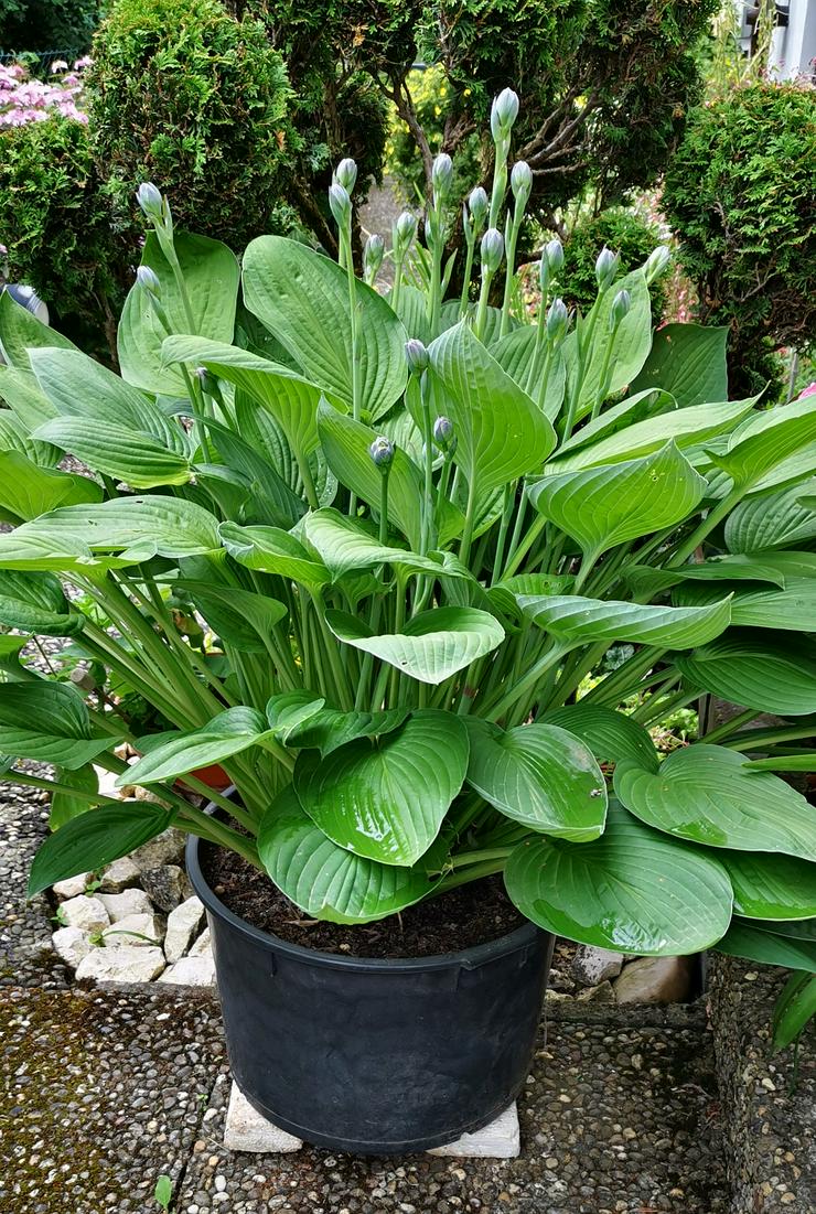 Hosta (Funkie) 100cm Durchmesser mit Topf + 23 Blütenstiele - Pflanzen - Bild 1