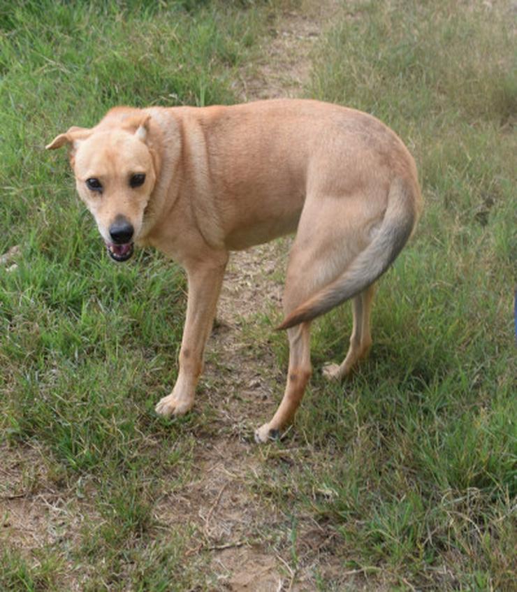 Rosi, unsichere Hündin sucht geduldiges Zuhause - Mischlingshunde - Bild 14