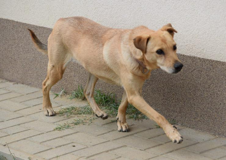Rosi, unsichere Hündin sucht geduldiges Zuhause - Mischlingshunde - Bild 8