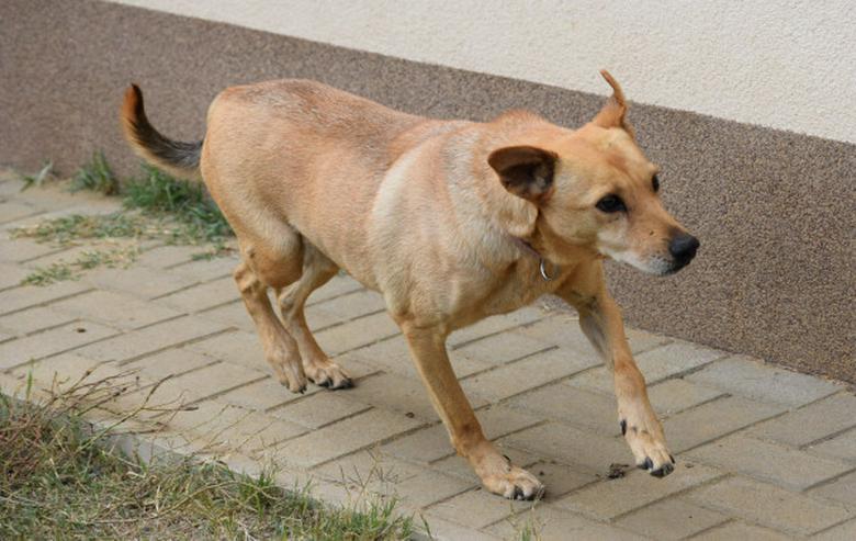 Rosi, unsichere Hündin sucht geduldiges Zuhause - Mischlingshunde - Bild 16