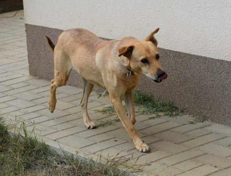 Rosi, unsichere Hündin sucht geduldiges Zuhause - Mischlingshunde - Bild 7
