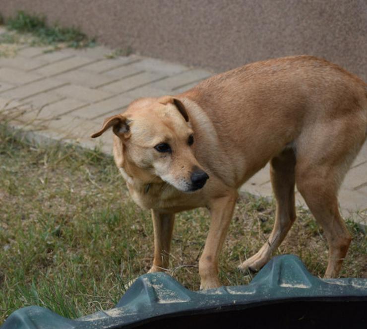 Rosi, unsichere Hündin sucht geduldiges Zuhause - Mischlingshunde - Bild 12