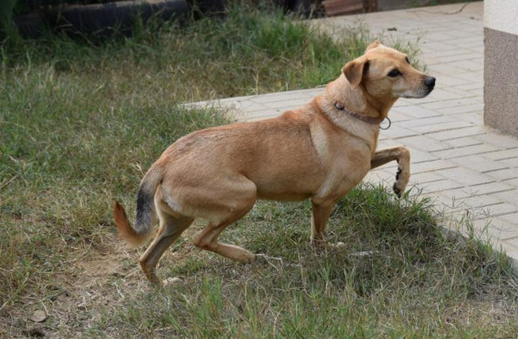 Rosi, unsichere Hündin sucht geduldiges Zuhause - Mischlingshunde - Bild 13