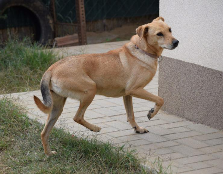 Rosi, unsichere Hündin sucht geduldiges Zuhause - Mischlingshunde - Bild 11